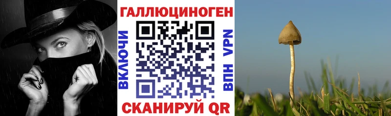 Псилоцибиновые грибы Psilocybe  Мосальск 